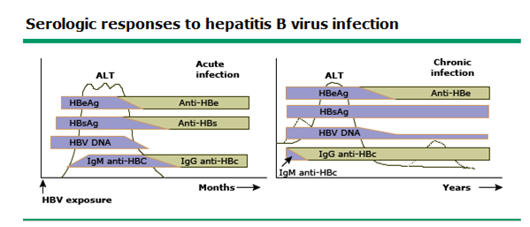 Figura 2. Respuesta serológica en infección aguda y crónica por virus de la hepatitis B