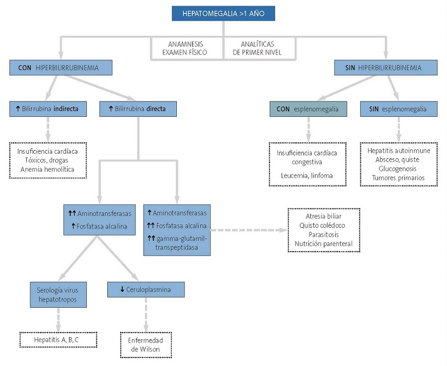 Figura 2. Algoritmo diagnóstico para mayores de 1 año con hepatomegalia