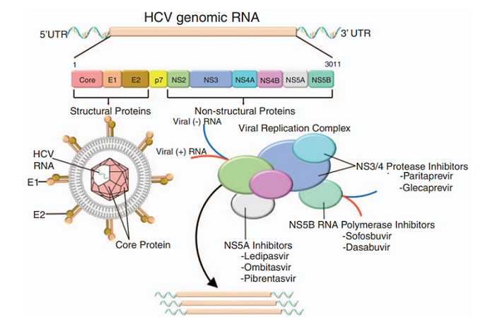 Figura 2. Genoma del VHC y antivirales de acción directa (extraído de NASPGHAN 2020). Mecanismo de acción de algunos de los antivirales de acción directa presentes en el mercado 